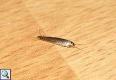 Silberfischchen (Silverfish, Lepisma saccharina)