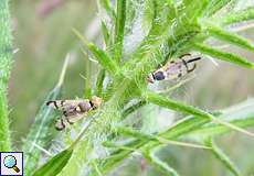 Urophora stylata, Männchen (links) und Weibchen