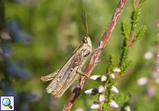 Männlicher Verkannter Grashüpfer (Grashopper, Chorthippus mollis)