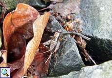 Weibliche Waldgrille (Wood Cricket, Nemobius sylvestris)