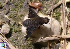 Zickzacklinien-Trauerschweber (Zigzag Bee Fly, Hemipenthes morio)