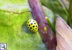 Zweiundzwanzigpunkt-Marienkäfer (22-spot Ladybird, Psyllobora vigintiduopunctata)