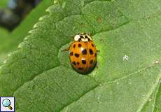 Asiatischer Marienkäfer (Harlequin Ladybird, Harmonia axyridis), rote Variante