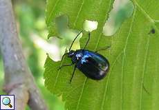 Männlicher Blauer Erlenblattkäfer (Alder Leaf Beetle, Agelastica alni)