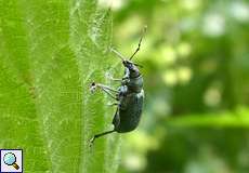 Brennnessel-Grünrüssler (Leaf Beetle, Phyllobius pomaceus)