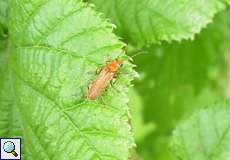 Cantharis cryptica