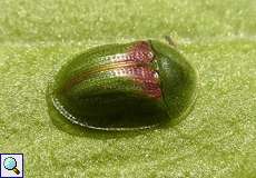 Cassida sanguinolenta