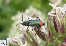 Clanoptilus strangulatus