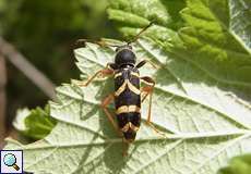 Echter Widderbock (Wasp Beetle, Clytus arietis)