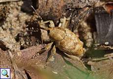 Eichelbohrer (Acorn Weevil, Curculio glandium)