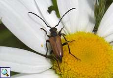 Fleckenhörniger Halsbock (Corymbia maculicornis)