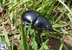 Frühlingsmistkäfer (Dung Beetle, Trypocopris vernalis)