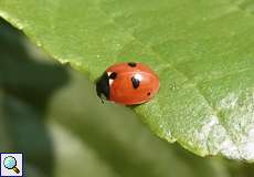 Fünfpunkt-Marienkäfer (5-spot Ladybird, Coccinella quinquepunctata)