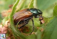 Gartenlaubkäfer (Garden Chafer, Phyllopertha horticola)