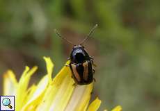 Gebänderter Fallkäfer (Leaf Beetle, Cryptocephalus vittatus)