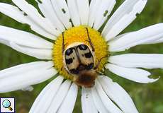 Gebänderter Pinselkäfer (Bee Beetle, Trichius fasciatus)