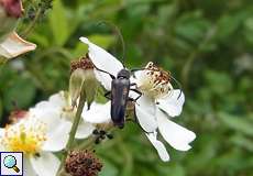 Gefleckter Halsbock (6-spotted Longhorn, Anoplodera sexguttata)