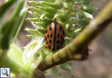 Gefleckter Weidenblattkäfer (Willow Leaf Beetle, Chrysomela vigintipunctata)