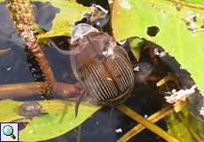 Weiblicher Gelbrandkäfer (Great Diving Beetle, Dytiscus marginalis)