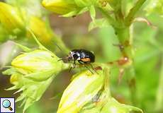 Weiblicher Gelbschwarzer Blattkäfer (Leaf Beetle, Cryptocephalus moraei)