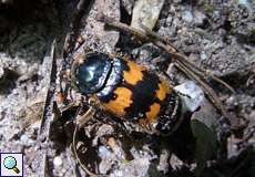 Gemeiner Totengräber (Common Burying beetle, Necrophorus vespillo)
