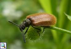 Gemeiner Wollkäfer (Darkling Beetle, Lagria hirta)