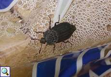 Gerippter Totenfreund (Thanatophilus sinuatus)