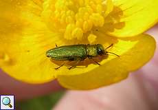 Männlicher Glänzender Blütenprachtkäfer (Jewel Beetle, Anthaxia nitidula)