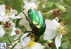 Goldglänzender Rosenkäfer (Rose Chafer, Cetonia aurata)