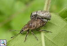 Grauer Knospenrüssler (Peritelus sphaeroides)