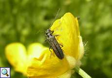 Weiblicher Graugrüner Schenkelkäfer (Thick Legged Flower Beetle, Oedemera virescens)