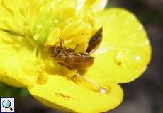 Großäugiger Himbeerkäfer (Pollen-feeding Beetle, Byturus ochraceus)