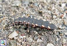 Großer Leuchtkäfer (Common Glow-worm, Lampyris noctiluca, Larve