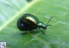 Weiblicher Grüner Sauerampferkäfer (Green Dock Leaf Beetle, Gastrophysa viridula)