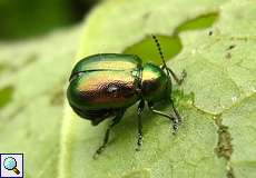 Grüner Sauerampferkäfer (Green Dock Leaf Beetle, Gastrophysa viridula)