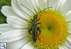 Männlicher Grüner Scheinbockkäfer (Thick Legged Flower Beetle, Oedemera nobilis)