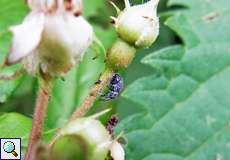 Himbeerblütenstecher (Strawberry Blossom Weevil, Anthonomus rubi)