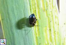 Iriserdfloh (Leaf Beetle, Aphthona nonstriata)
