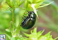 Johanniskraut-Blattkäfer (Leaf Beetle, Chrysolina varians)