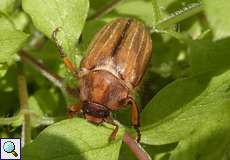 Junikäfer (Summer Chafer, Amphimallon solstitiale)