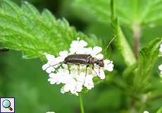 Mattschwarzer Blütenbock (Longhorn Beetle, Grammoptera ruficornis)