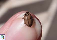 Nadelbaum-Marienkäfer (Larch Ladybird, Aphidecta obliterata)