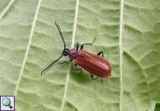 Männlicher Orangefarbener Feuerkäfer (Scarce Cardinal Beetle, Schizotus pectinicornis)