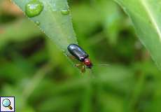 Oulema duftschmidi/melanopus