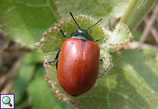 Pappelblattkäfer (Poplar Leaf Beetle, Chrysomela populi)