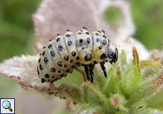 Pappelblattkäfer-Larve (Poplar Leaf Beetle, Chrysomela populi)