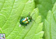 Prächtiger Blattkäfer (Dead-nettle Leaf Beetle, Chrysolina fastuosa)