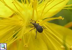 Pseudoperapion brevirostre