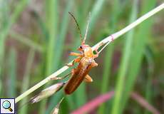 Roter Fliegenkäfer (Soldier Beetle, Cantharis rufa)