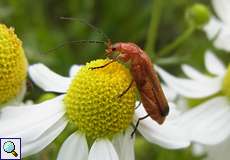 Rotgelber Weichkäfer (Soldier Beetle, Rhagonycha fulva)